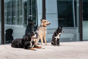 Project Canis Hundeerziehung Wien